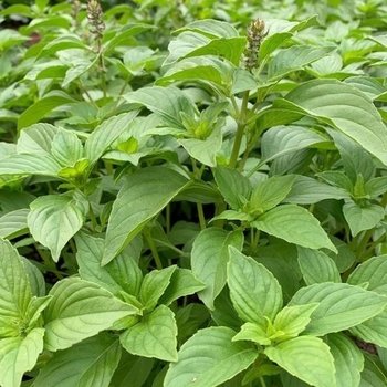 Ocimum basilicum var. citriodora 'Mrs. Burns' 