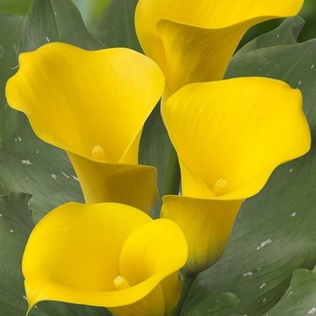 Zantedeschia 'Captain Solo' PP26702