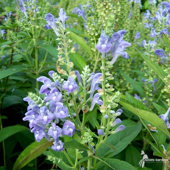 Scutellaria incana