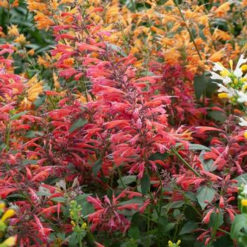 Agastache 'Red' USPP30974P3
