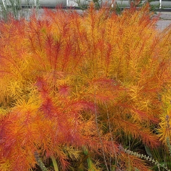 Amsonia hubrichtii 'Butterscotch&trade;' 20,201,010,526