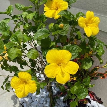 Hibiscus rosa-sinensis 'Sunset Yellow'