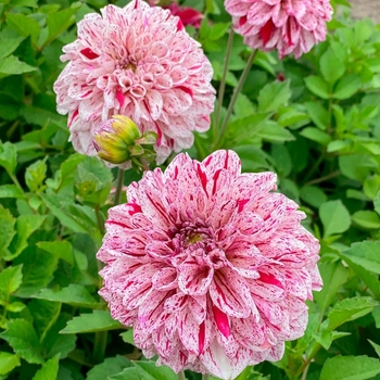 Dahlia 'Go Go Speckled' 