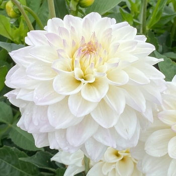 Dahlia 'Go Go Purple' 