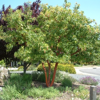 Arbutus 'Marina' 
