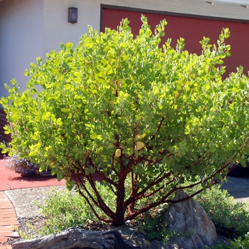Arctostaphylos manzanita 'Dr. Hurd'
