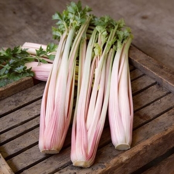 Apium graveolens 'Peppermint Stick' 