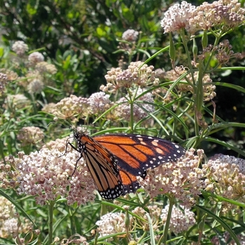 Asclepias fascicularis