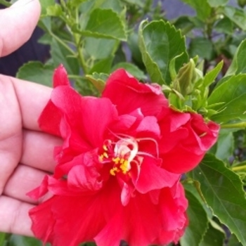 Hibiscus rosa-sinensis 'Double Red' 