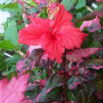 Hibiscus rosa-sinensis 'Red Hot' 
