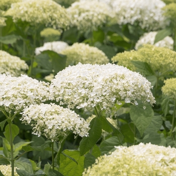 Hydrangea arborescens 'Bar Harbor' PP28729