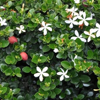 Carissa macrocarpa 'Emerald Blanket (Green Carpet)' 