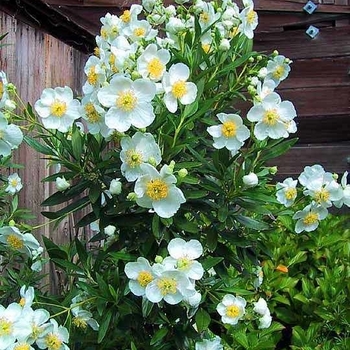 Carpenteria californica 'Elizabeth' 