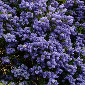 Ceanothus 'Concha' 
