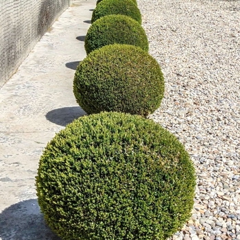 Chrysothamnus viscidiflorus