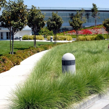 Festuca mairei
