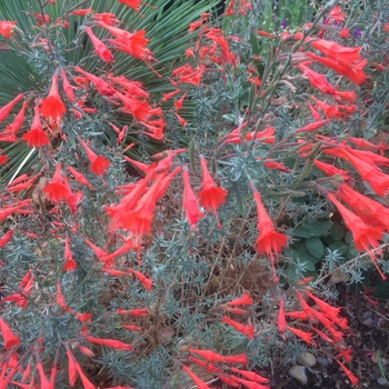 Epilobium canum var. latifolium 'Everett's Choice'
