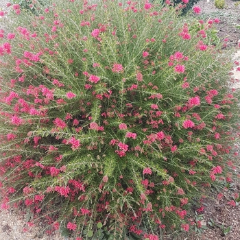Grevillea rosmarinifolia 'Scarlet Sprite'