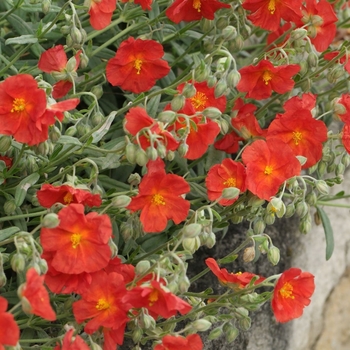 Helianthemum 'Henifield Brilliant'