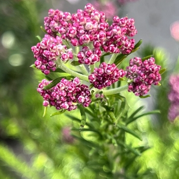 Ozothamnus diosmifolius 'Dark Pink'