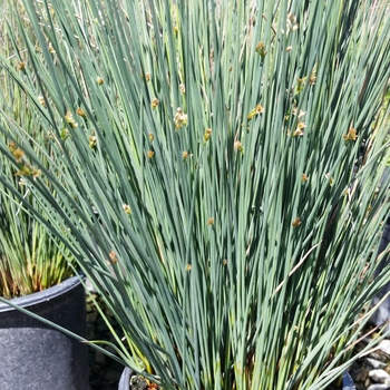 Juncus patens 'Elk Blue' 