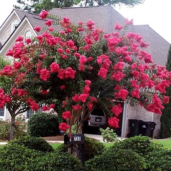 Lagerstroemia indica x fauriei 'Arapaho'