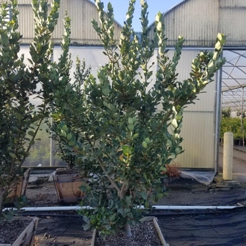 Laurus 'Saratoga' 