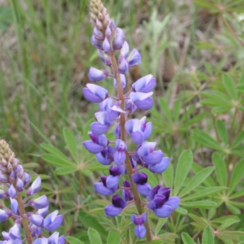 Lupinus perennis