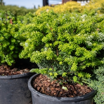 Tsuga diversifolia 'Minikin'