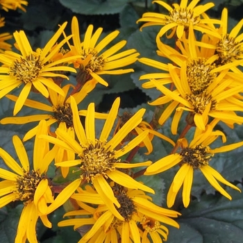 Ligularia dentata