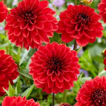 Dahlia 'Go Go Red' 
