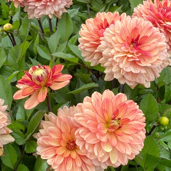 Dahlia 'Go Go Yellow' 