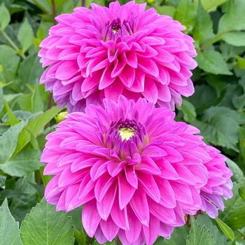 Dahlia 'Go Go Pink'