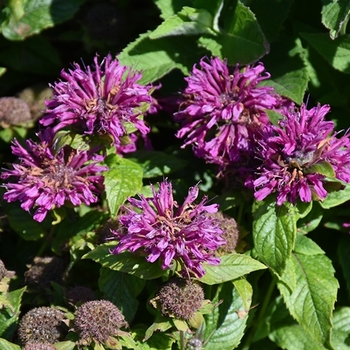 Monarda didyma 'Pocahontas Deep Purple' 