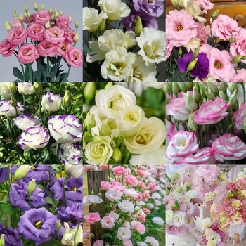 Eustoma grandiflora