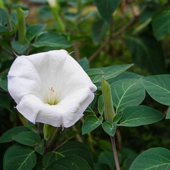 Ipomoea alba