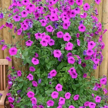 Petunia 