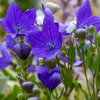Platycodon grandiflorus