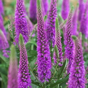 Veronica 'Multiple Varieties' 