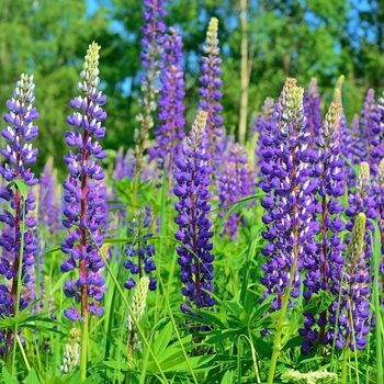 Lupinus 'Multiple Varieties' 