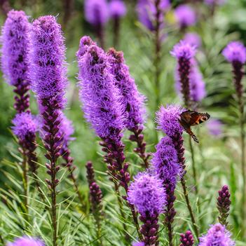 Liatris pycnostachya