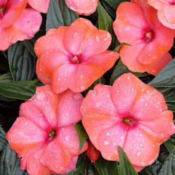 Impatiens 'Multiple Varieties' 