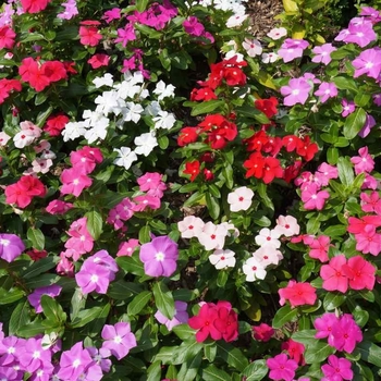 Impatiens 'Mixture' 
