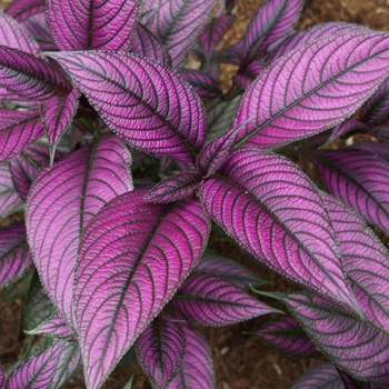 Strobilanthes anisophyllus 'Purpurea' 