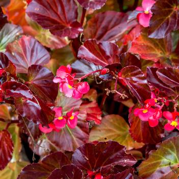 Begonia semperflorens