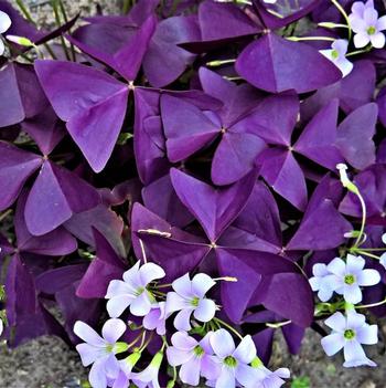 Oxalis 'Multiple Varieties' 