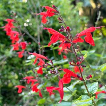 Salvia coccinea