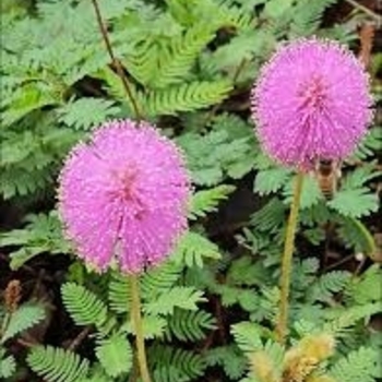 Mimosa strigillosa