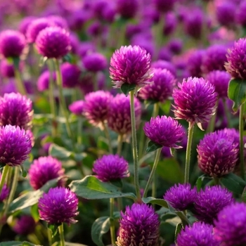 Gomphrena globosa