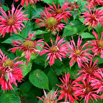 Monarda 'Mahogany'